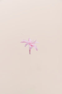 Rose pâle