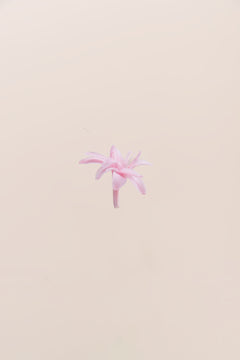 Pastellrosa