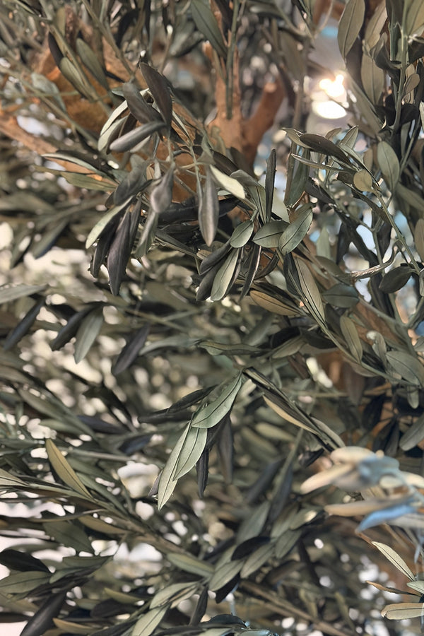 Olive bulk
