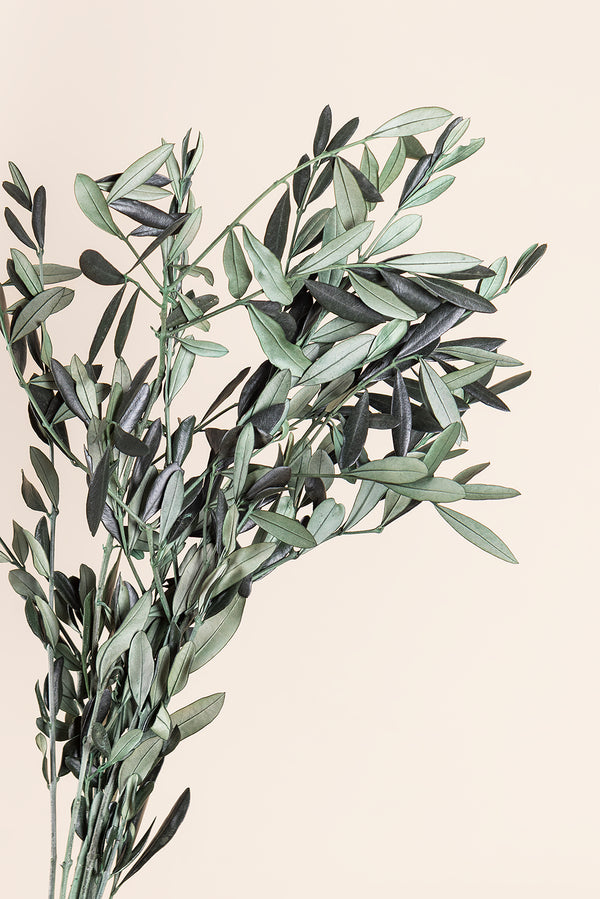 Olive bulk