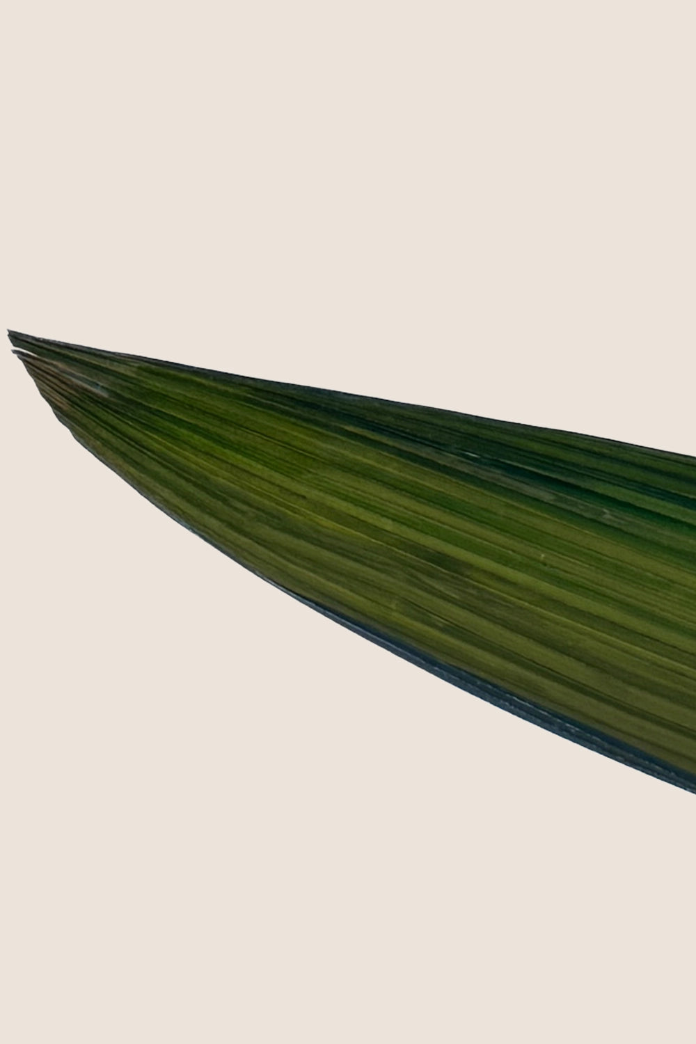 Palm grass