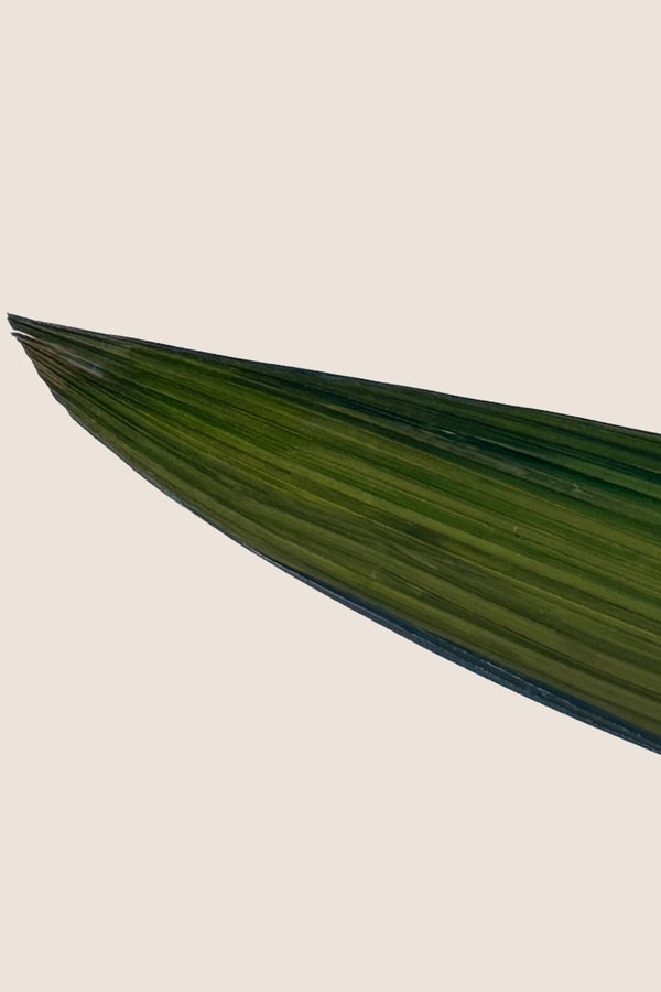 Herbe de la Paume