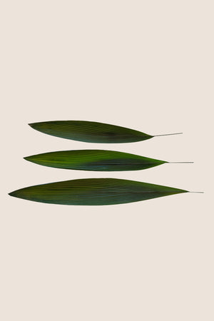 Herbe de la Paume