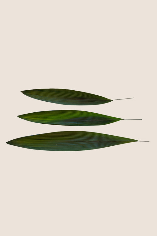 Herbe de la Paume