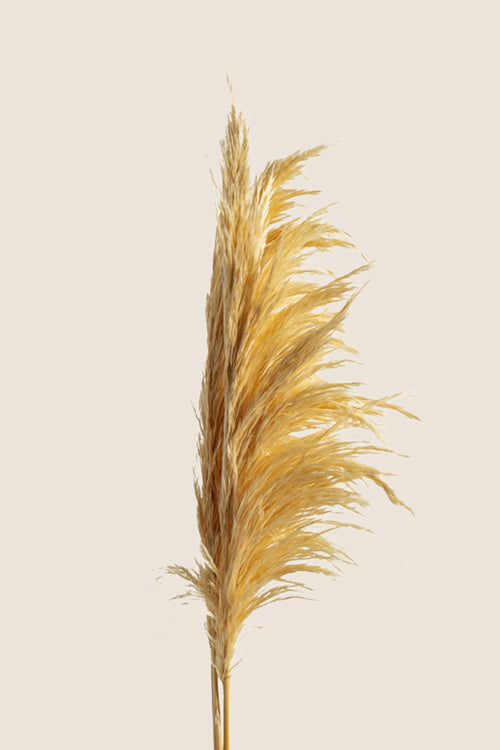 Pampa