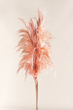 Pastel Pink