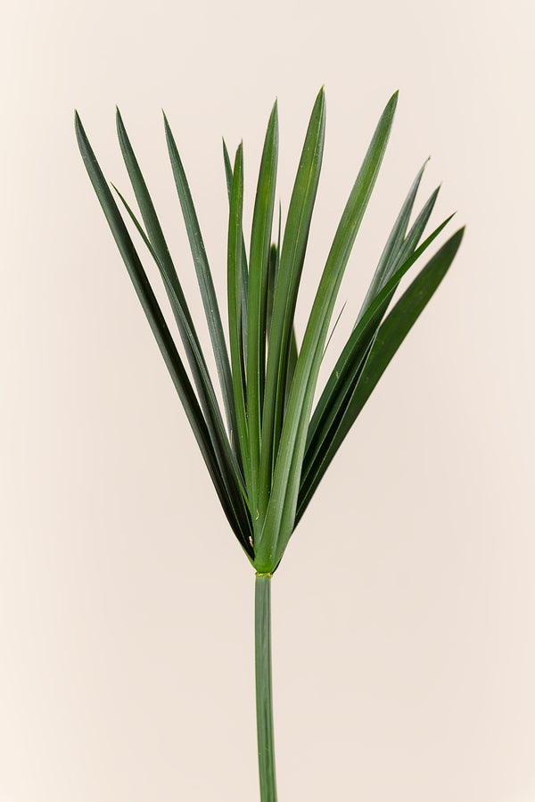 Papyrus