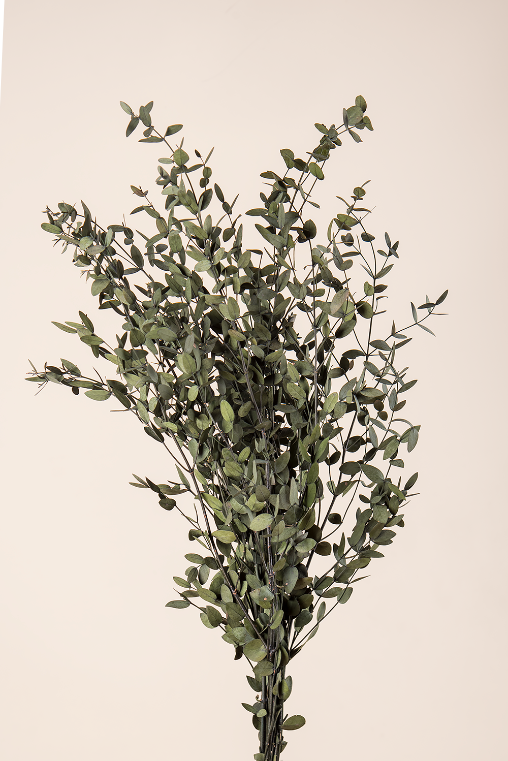 Parvifolia bulk