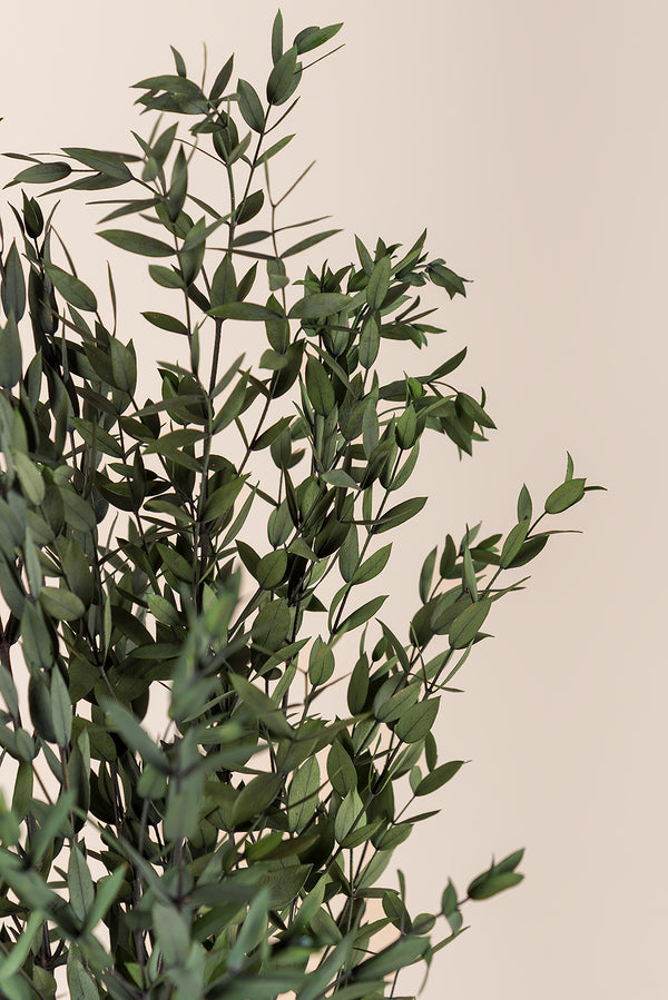Parvifolia bulk