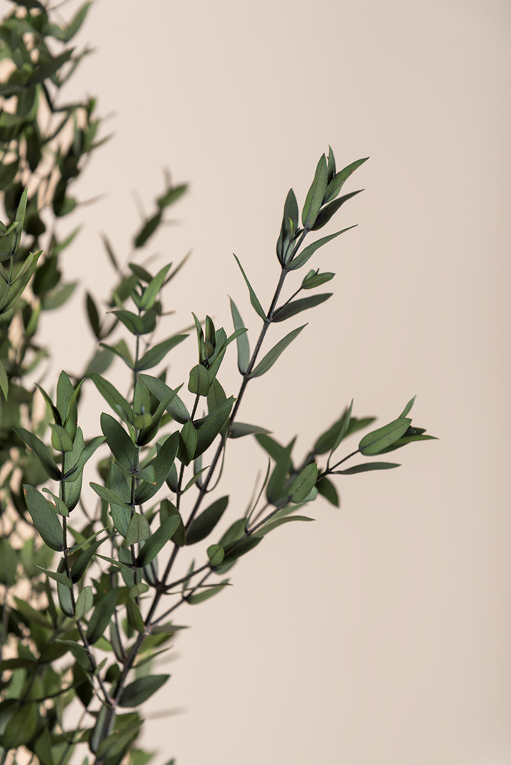Parvifolia