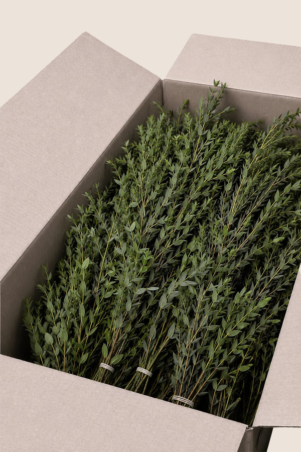 Parvifolia bulk