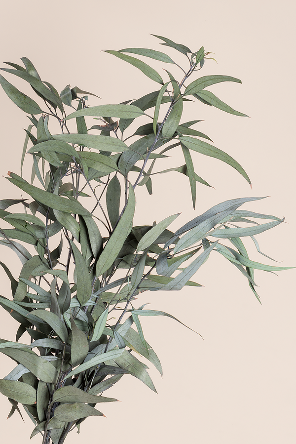 Pendula
