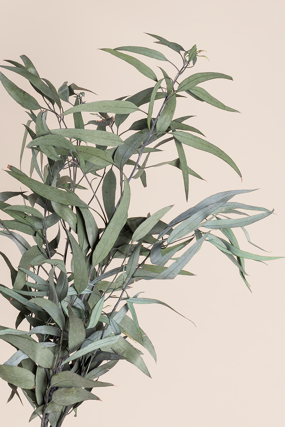 Pendula bulk
