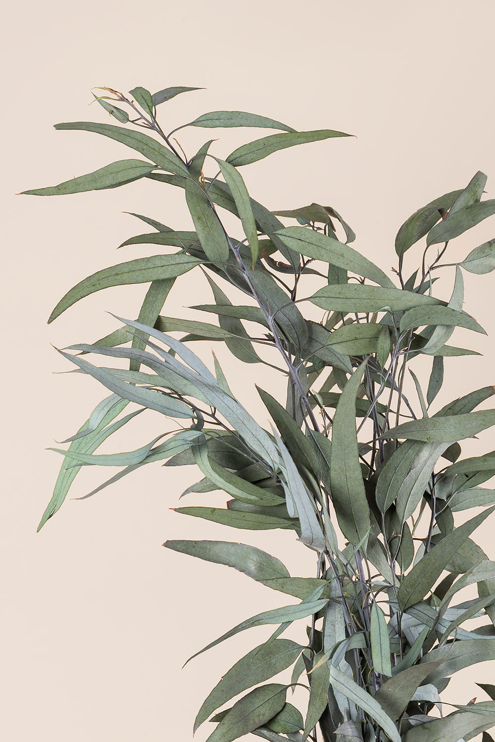Pendula