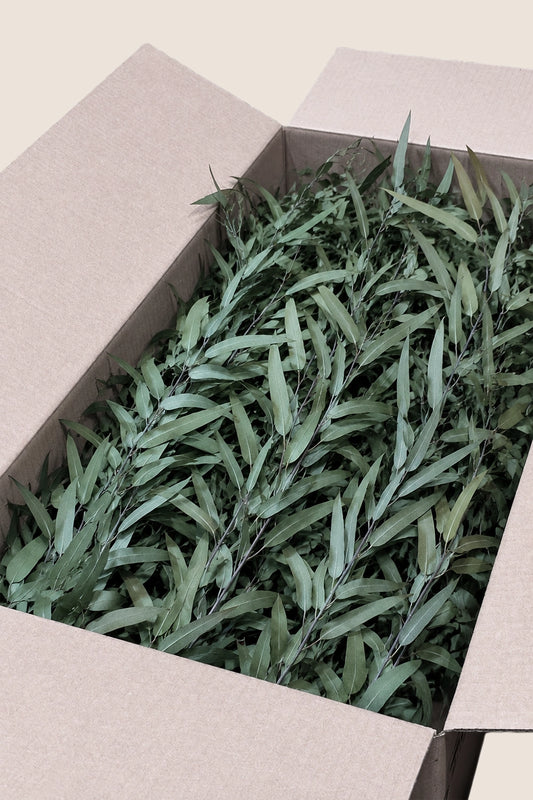 Pendula bulk