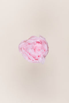 Rosa pastel