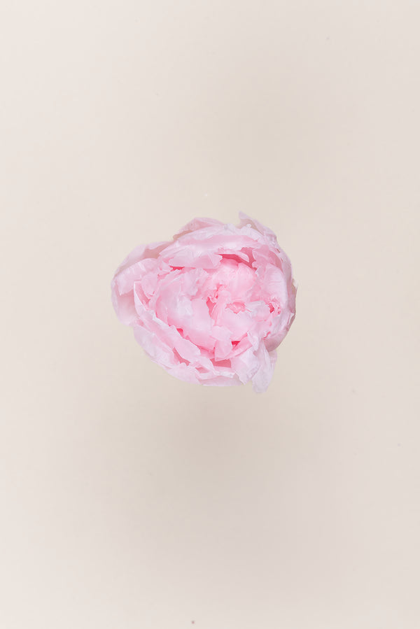 Peony - Box 3 heads