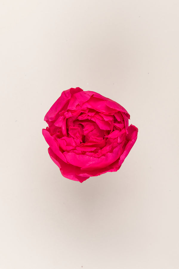Peony - Box 3 heads