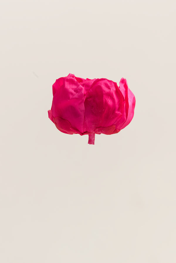 Peony - Box 3 heads