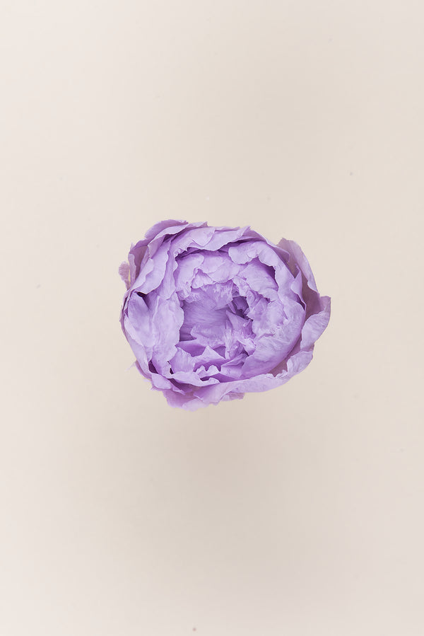 Peony - Box 3 heads