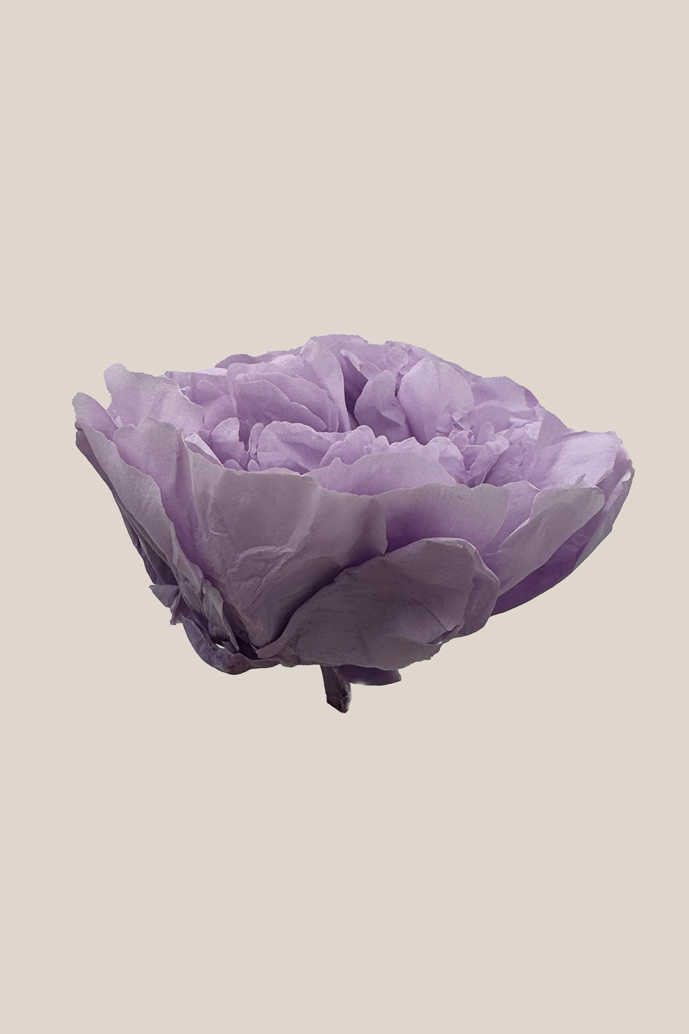 Pivoine - Boîte 3 têtes