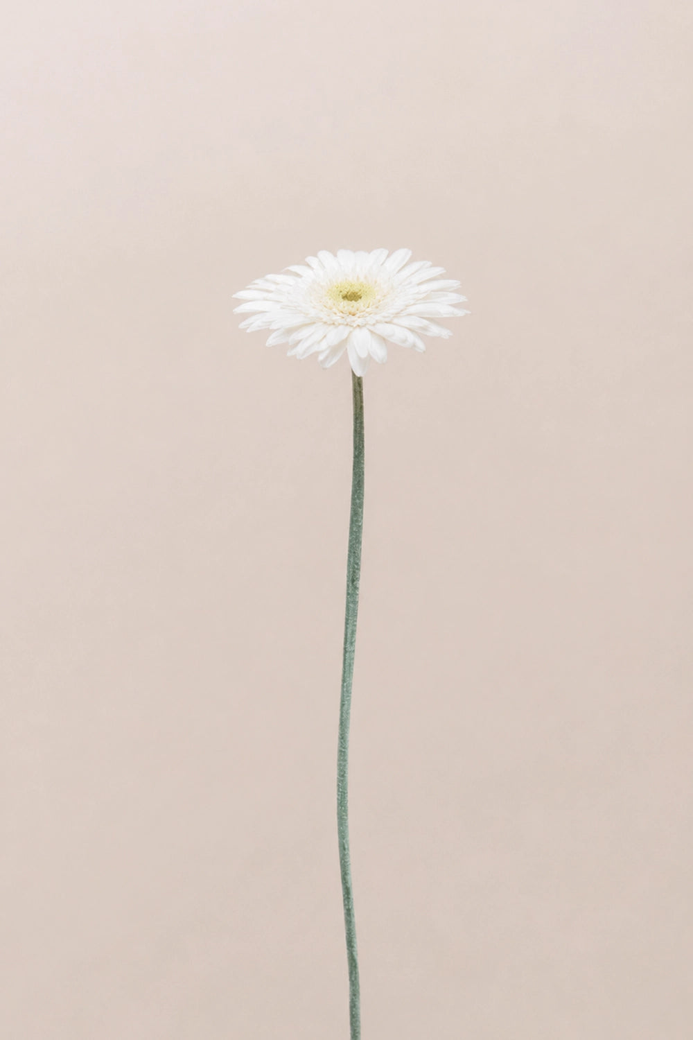 Gerbera With Stems - Box 4 u.