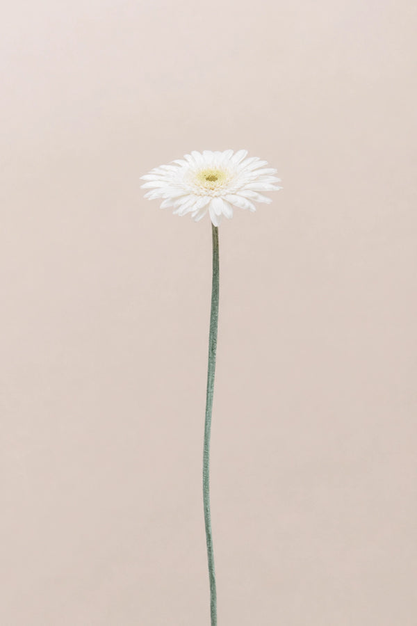 Gerbera With Stems - Box 4 u.