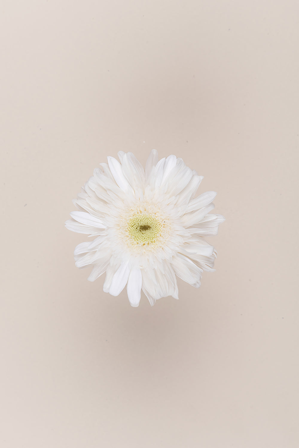 Gerbera With Stems - Box 4 u.