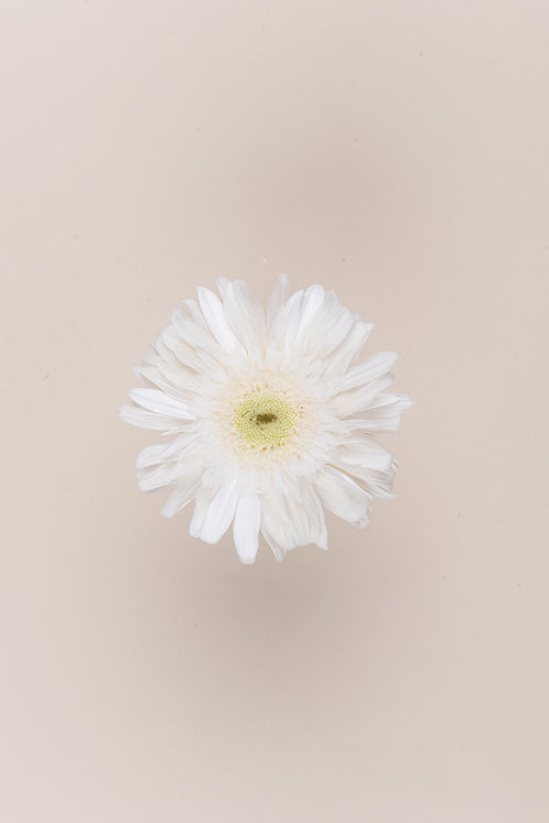 Gerbera - Kiste mit 4 Blütenköpfen
