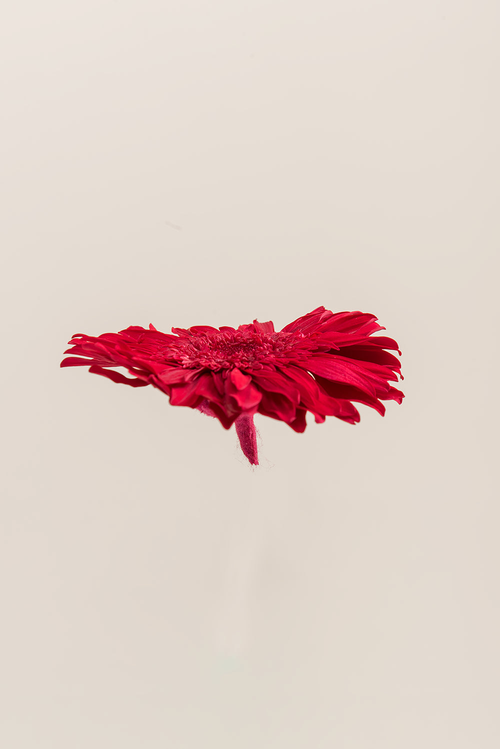 Gerbera With Stems - Box 4 u.