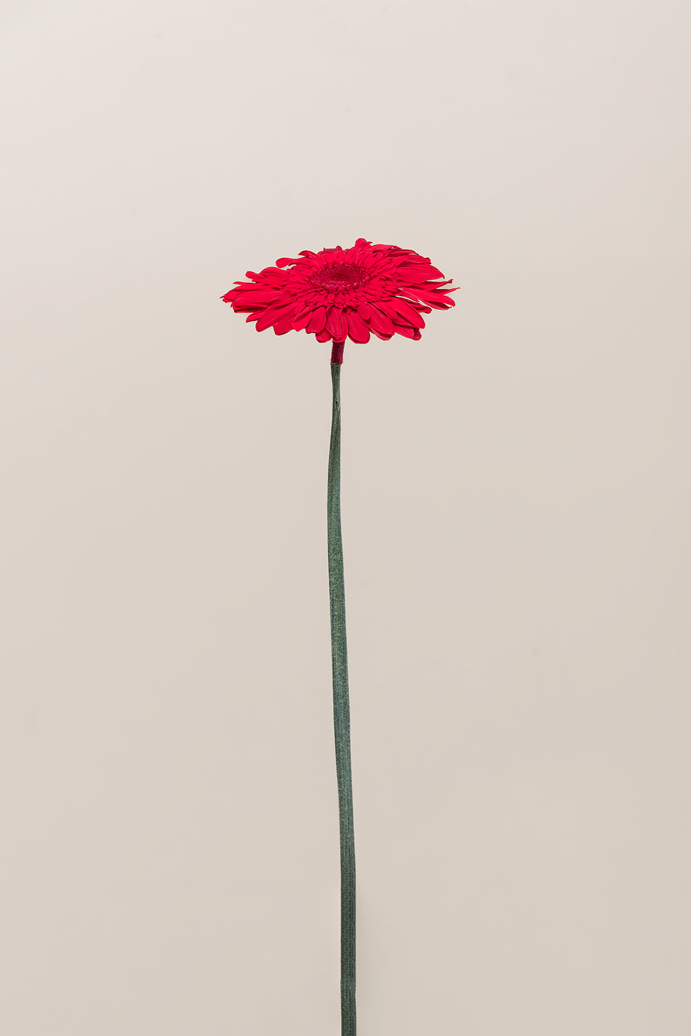 Gerbera With Stems - Box 4 u.