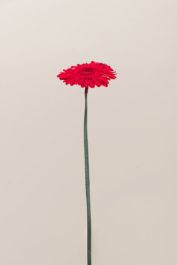 Gerbera With Stems - Box 4 u.
