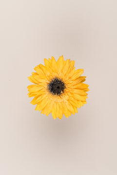 Warm Yellow