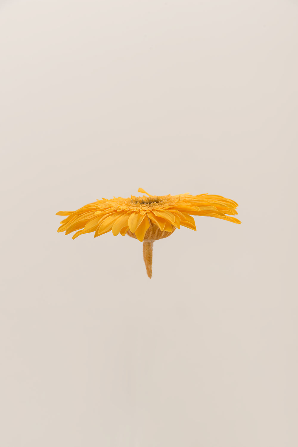 Gerbera With Stems - Box 4 u.
