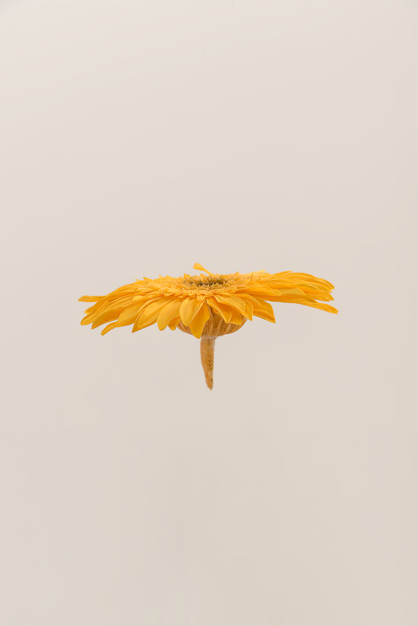 Gerbera - Box 4 heads
