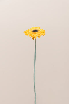 Warm Yellow