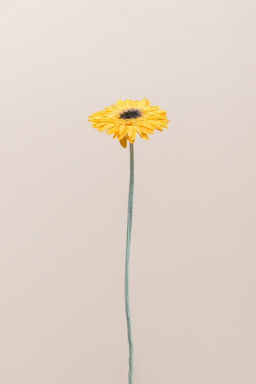 Gerberas con tallos - Caja de 4 u.