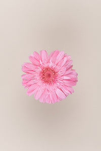 Rose pâle