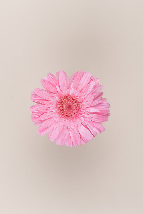 Gerbera - Kiste mit 4 Blütenköpfen