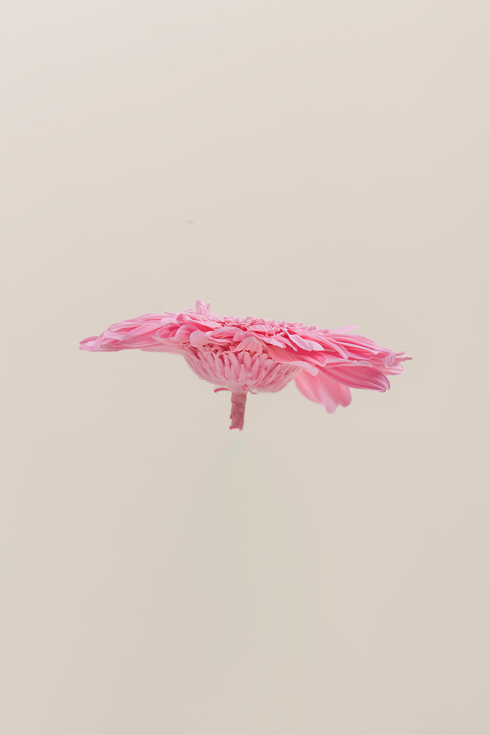 Gerbera With Stems - Box 4 u.