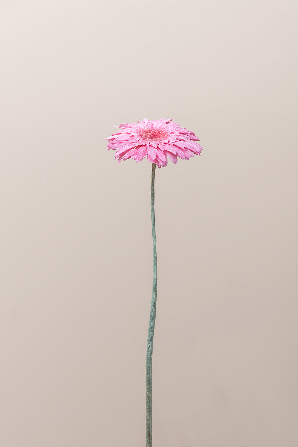 Gerbera With Stems - Box 4 u.