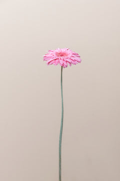 Pastel Pink
