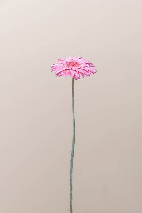 Gerbera mit Stielen - Box 4 u.