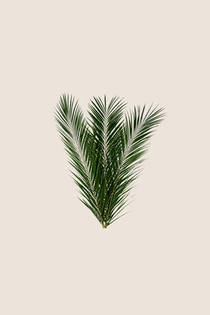 Palmera canaria