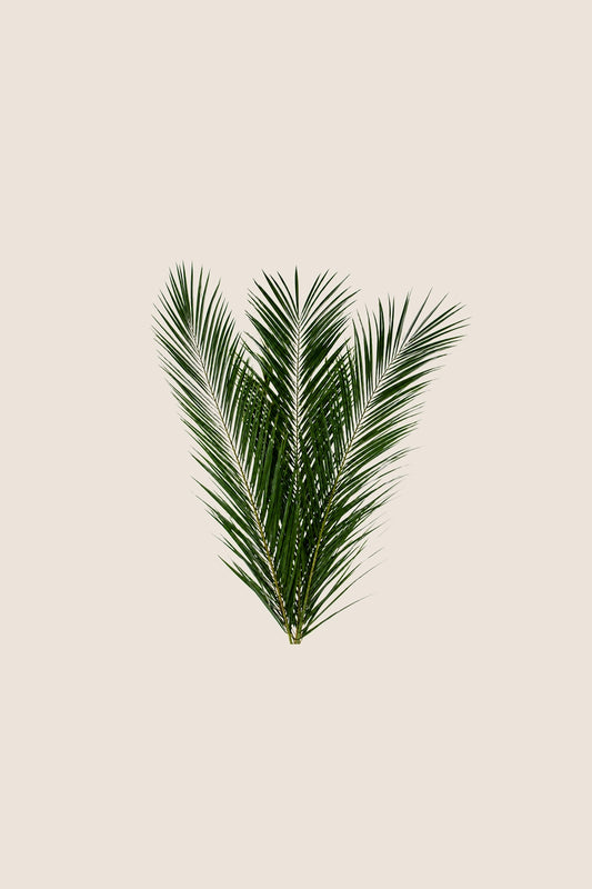 Phoenix Canariensis