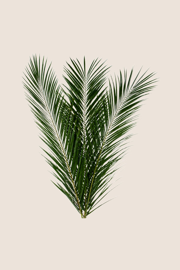 Phoenix Canariensis