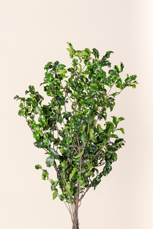 Pittosporum