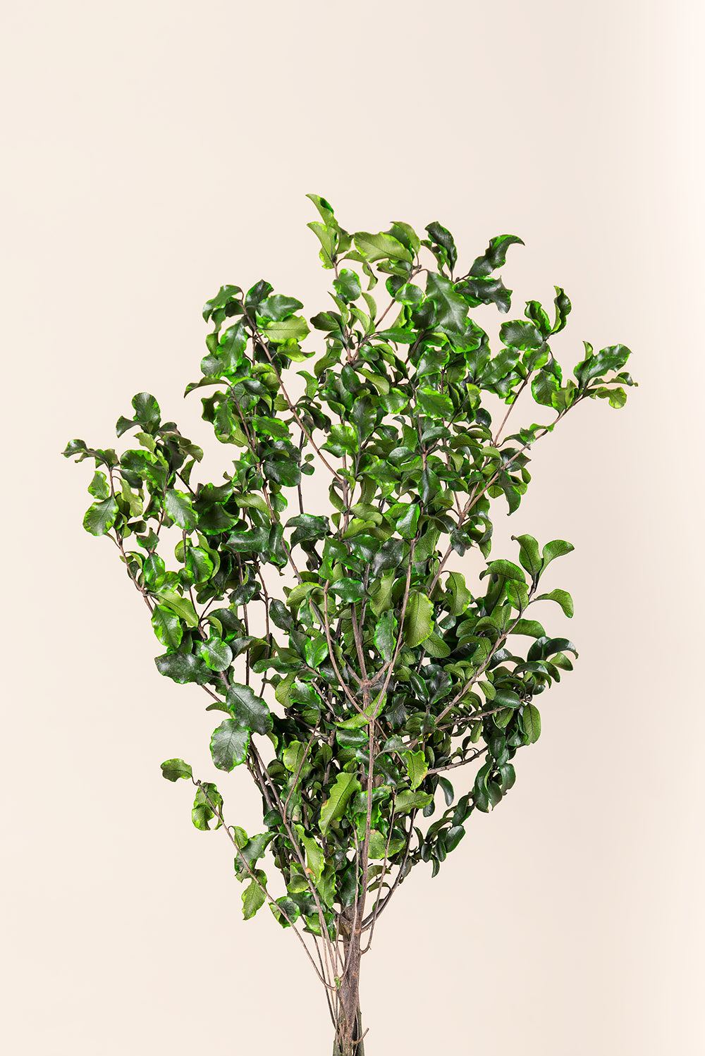 Pittosporum bulk