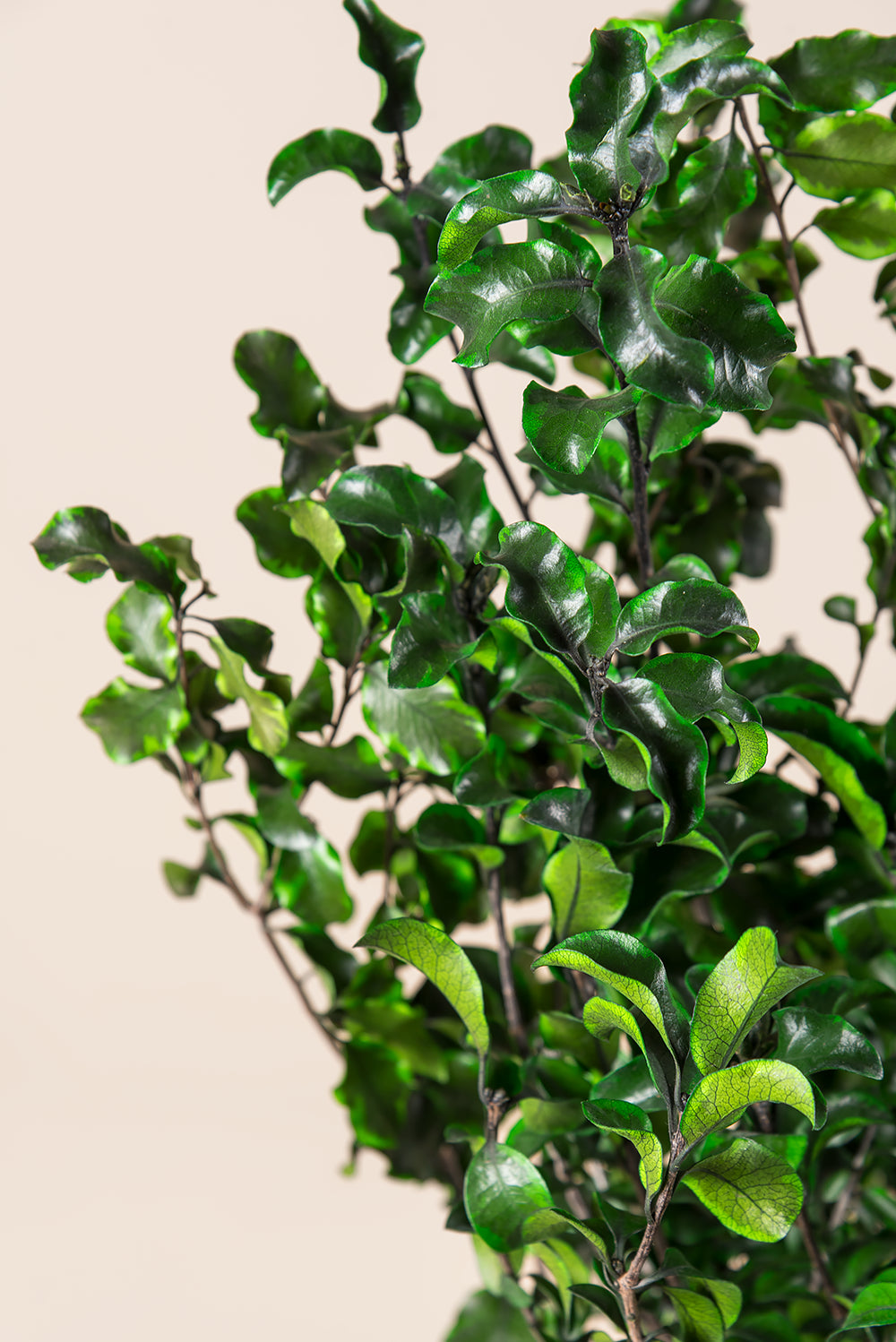 Pittosporum