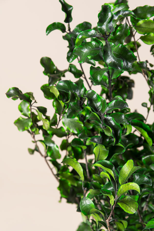 Pittosporum en vrac